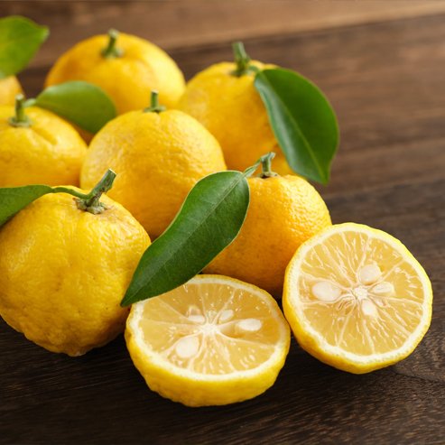 Dwarf Lemon Yuzu (QLD Only) - Ladybird Nursery