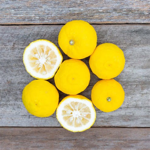 Dwarf Lemon Yuzu (QLD Only) - Ladybird Nursery