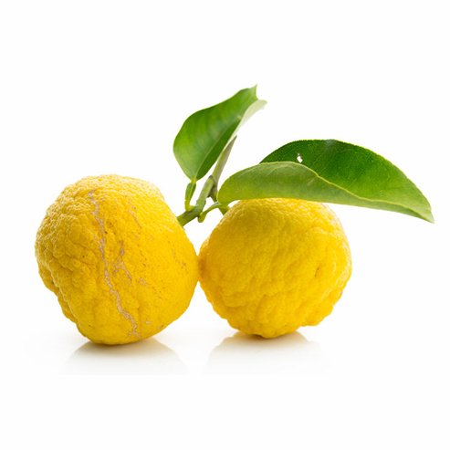 Dwarf Lemon Yuzu (QLD Only) - Ladybird Nursery