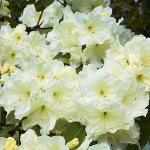 Rhododendron 'Lemon Lodge' - Ladybird Nursery