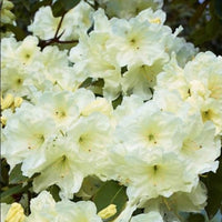 Rhododendron 'Lemon Lodge' - Ladybird Nursery