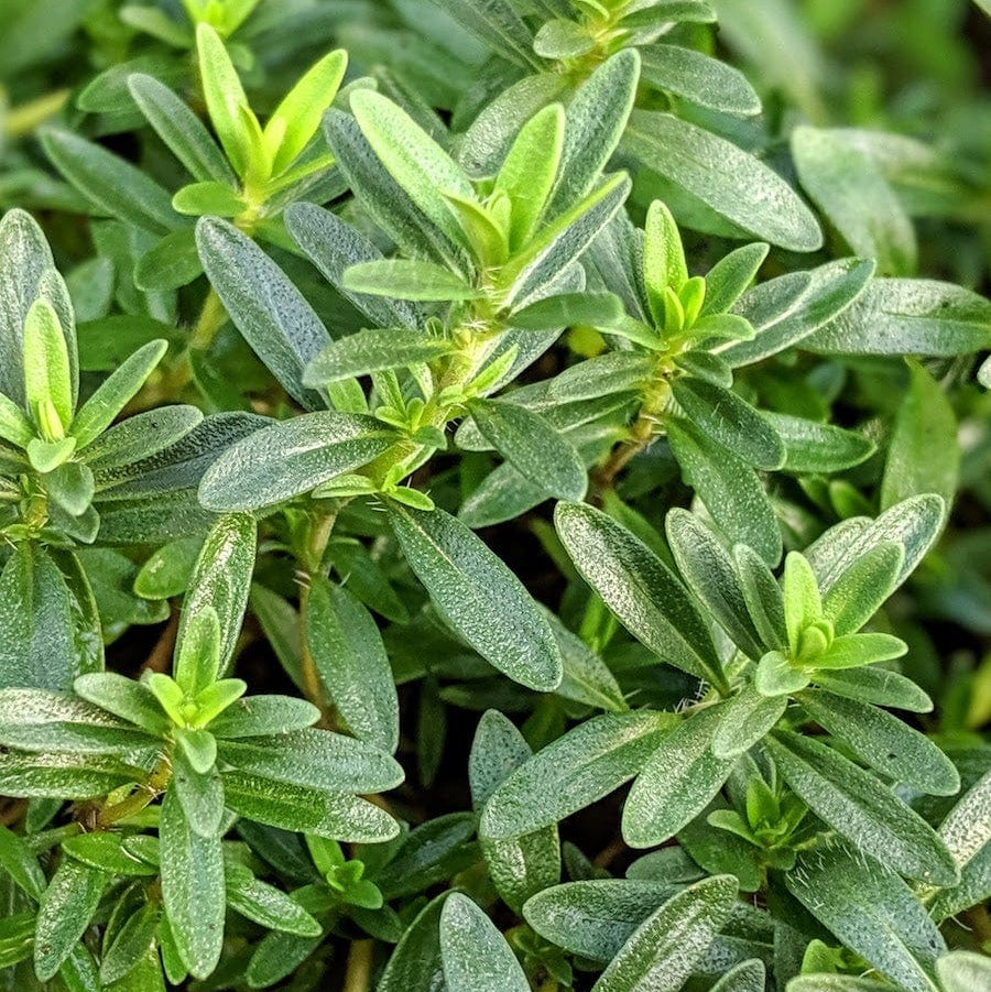 Lemon Savory (Satureja montana ‘Citriodora’)