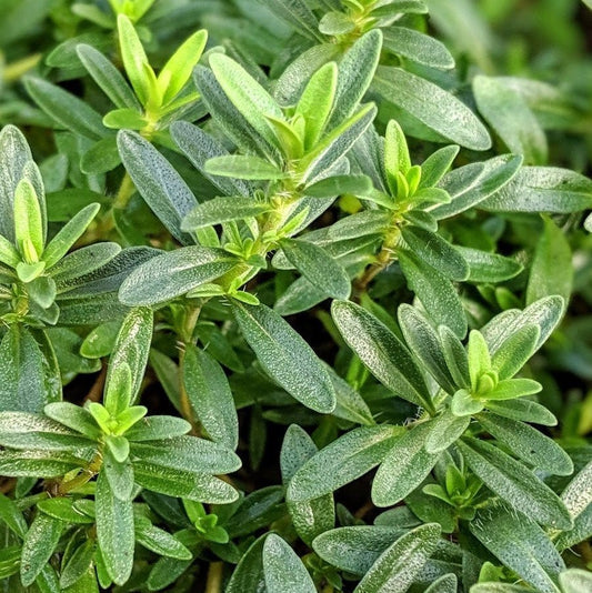 Lemon Savory (Satureja montana ‘Citriodora’) - Ladybird Nursery