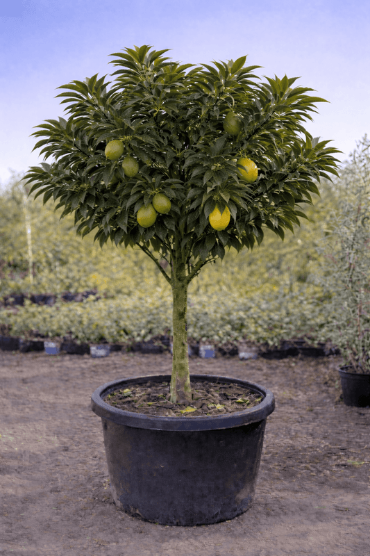 Lemon 'Eureka' 500mm (PICKUP ONLY) - Ladybird Nursery