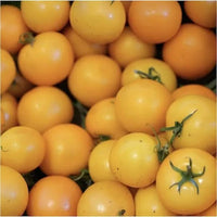 Tomato 'Cherry Mix’ (PICKUP ONLY) - Ladybird Nursery