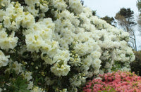 Rhododendron 'Lemon Lodge' - Ladybird Nursery