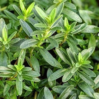 Lemon Savory