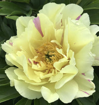 Itoh Peony Lemon Dream (Paeonia) - Ladybird Nursery