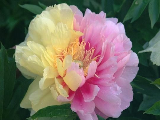 Itoh Peony Lemon Dream (Paeonia)