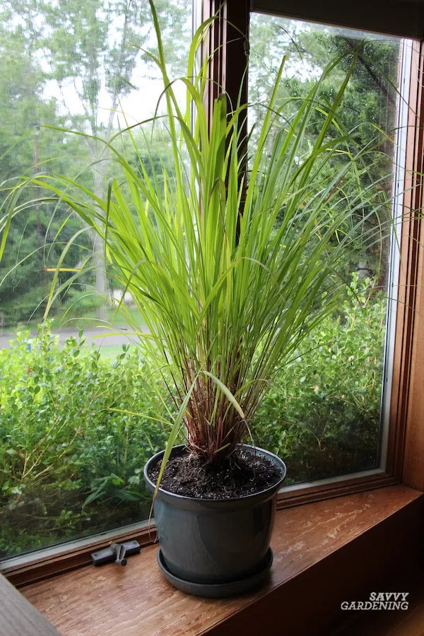 Lemon Grass (Cymbopogon citratus)