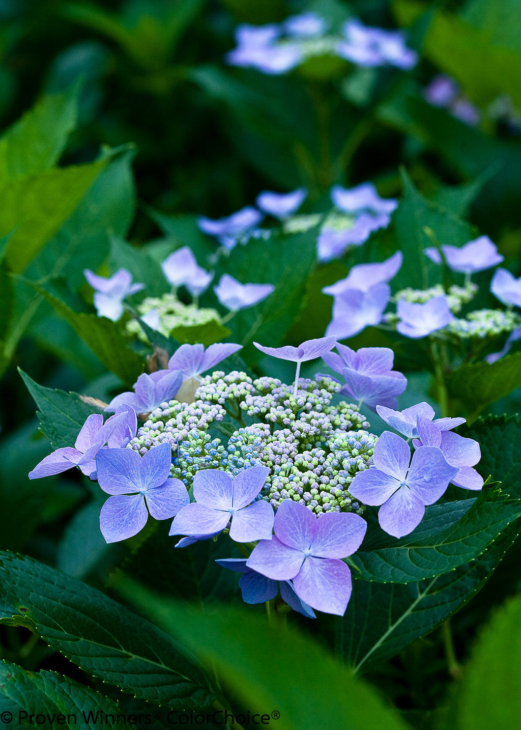 Bigleaf Hydrangea Black Lace (Hydrangea macrophylla)