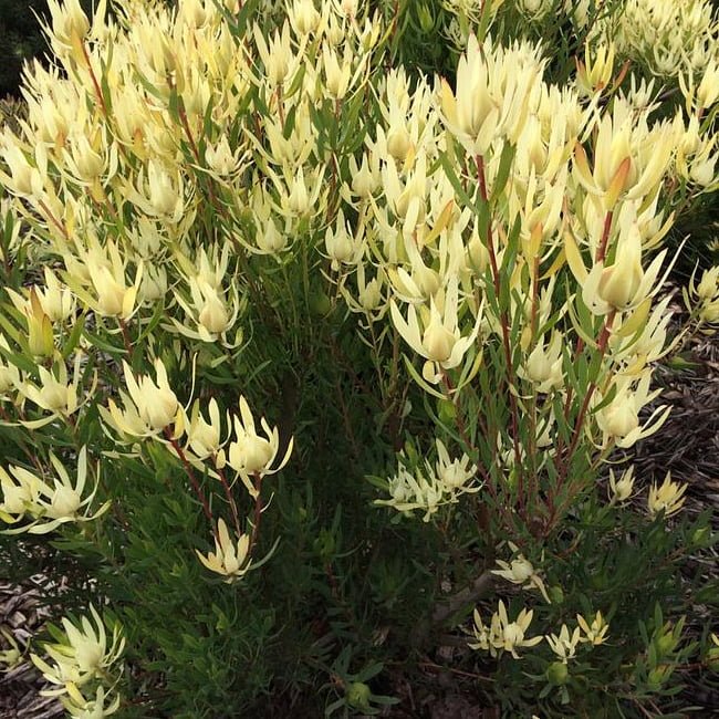 Leucadendron Cream Delight - Ladybird Nursery