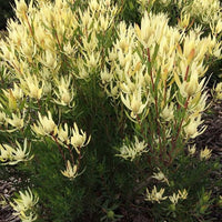 Leucadendron Cream Delight