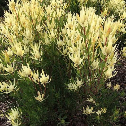 Leucadendron Cream Delight
