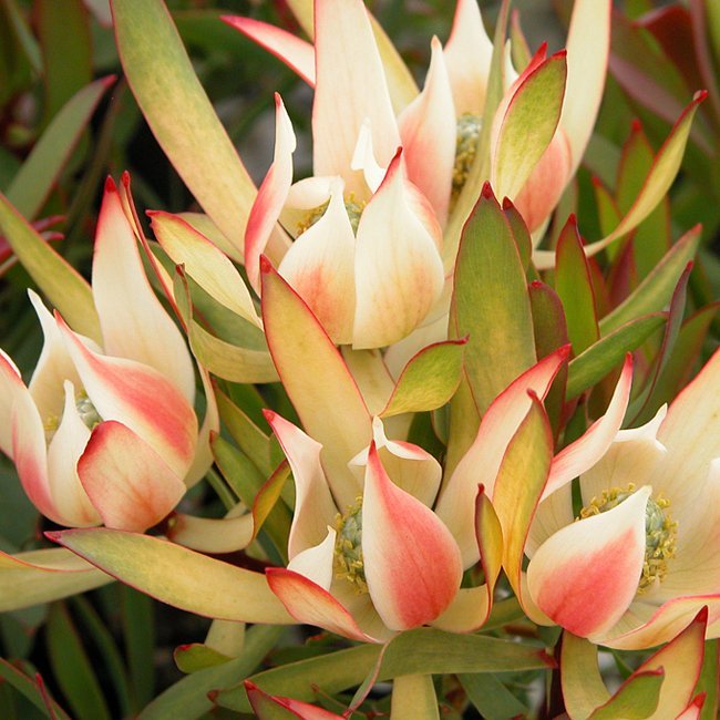 Leucadendron Cream Delight - Ladybird Nursery