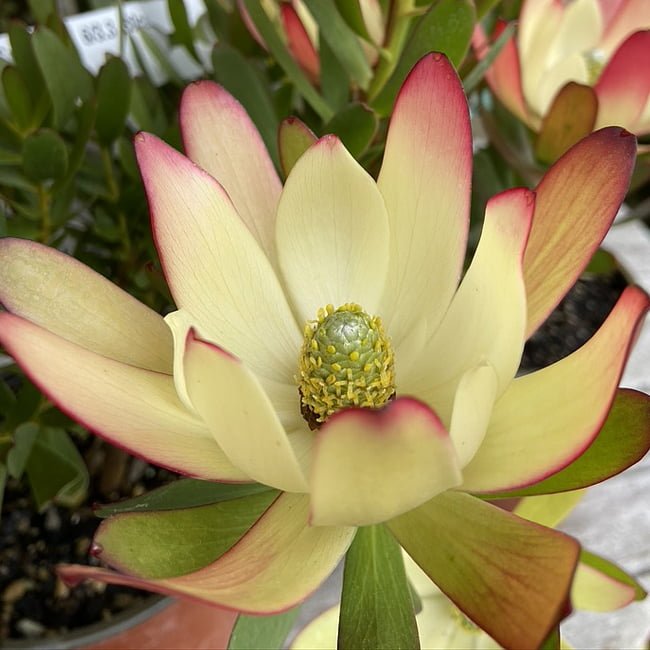 Leucadendron Cream Delight - Ladybird Nursery