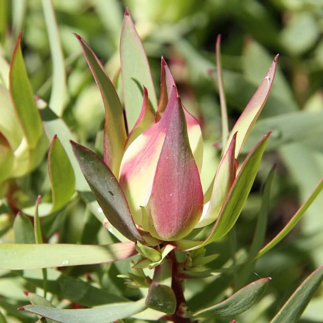 Leucadendron Cream Delight