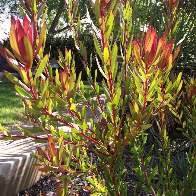 Leucadendron Devils Blush