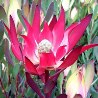 Leucadendron Devils Blush