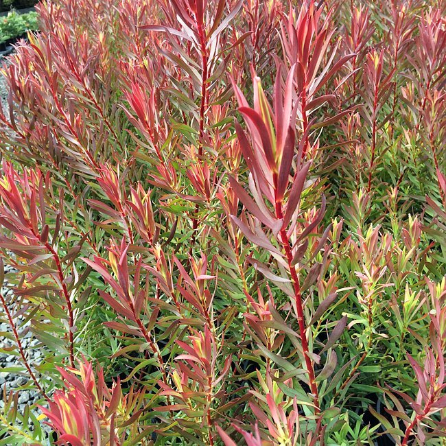 Leucadendron Gypsy Red - Ladybird Nursery