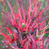 Leucadendron Gypsy Red