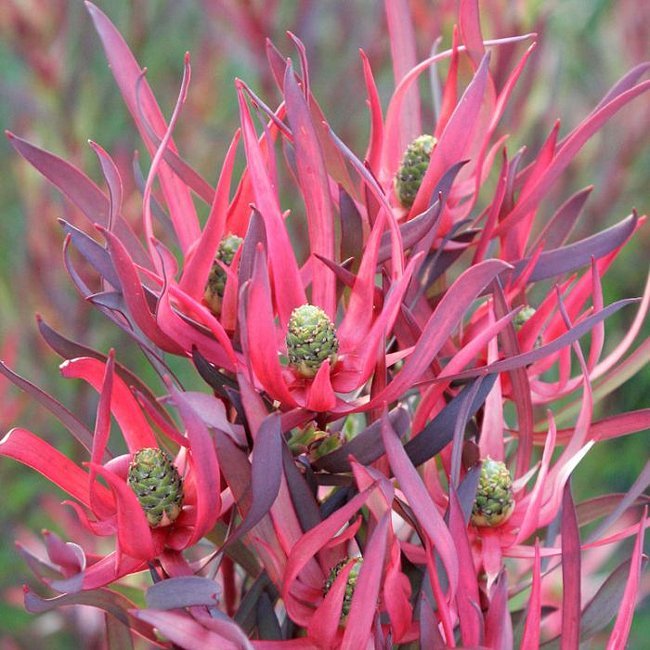 Leucadendron Gypsy Red - Ladybird Nursery