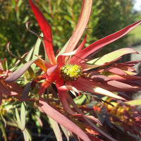 Leucadendron Gypsy Red