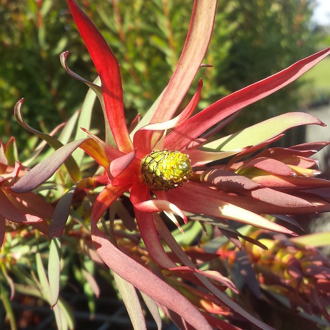 Leucadendron Gypsy Red - Ladybird Nursery