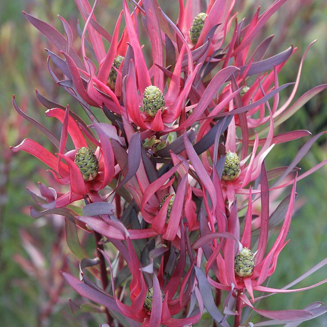 Leucadendron Gypsy Red - Ladybird Nursery