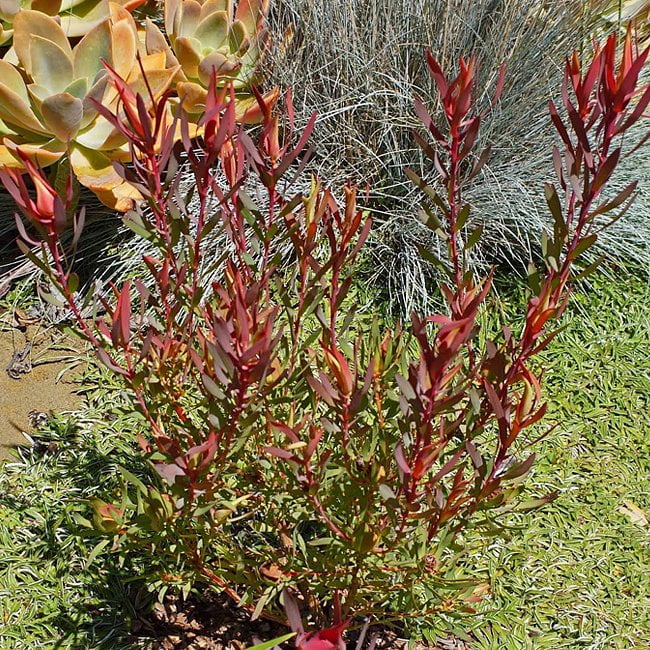 Leucadendron Harlequin
