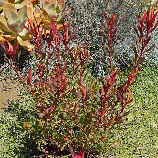 Leucadendron Harlequin - Ladybird Nursery