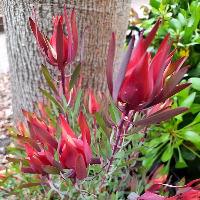 Leucadendron Harlequin