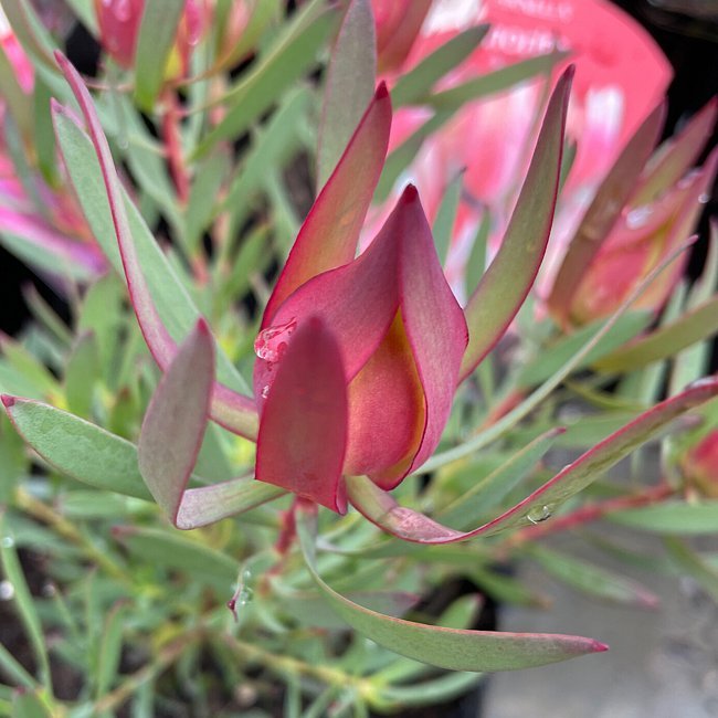 Leucadendron Harlequin