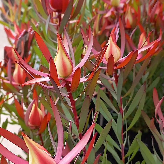 Leucadendron Harlequin