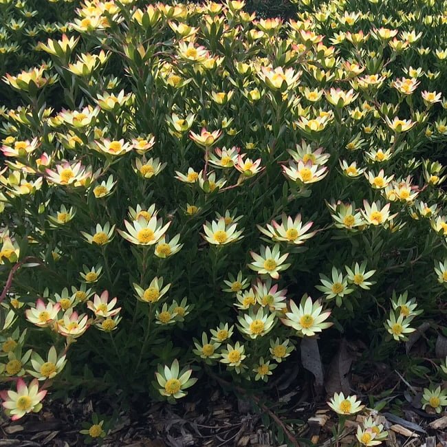 Leucadendron 'Harvest' - Ladybird Nursery