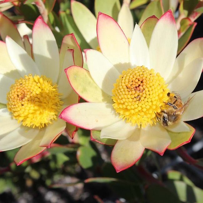 Leucadendron 'Harvest' - Ladybird Nursery