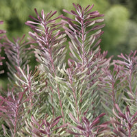 Leucadendron Purple Haze