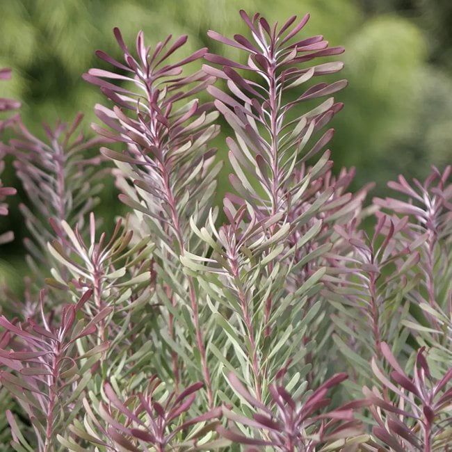 Leucadendron Purple Haze
