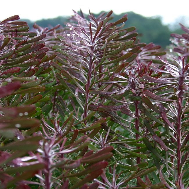 Leucadendron Purple Haze