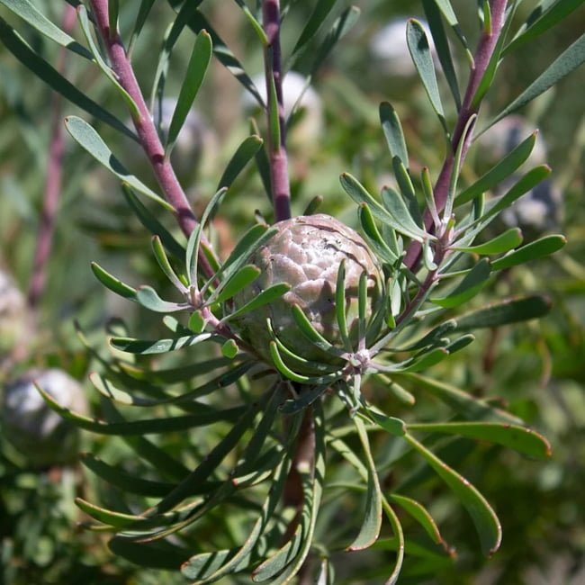 Leucadendron Purple Haze