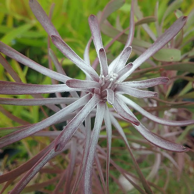 Leucadendron Purple Haze