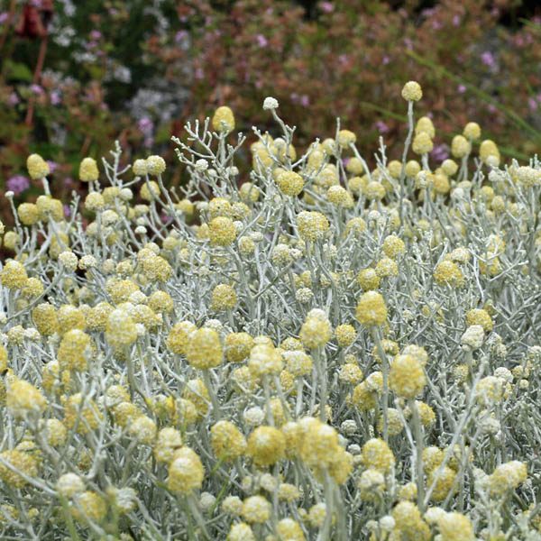 Cushion Bush (Leucophyta brownii) - Ladybird Nursery