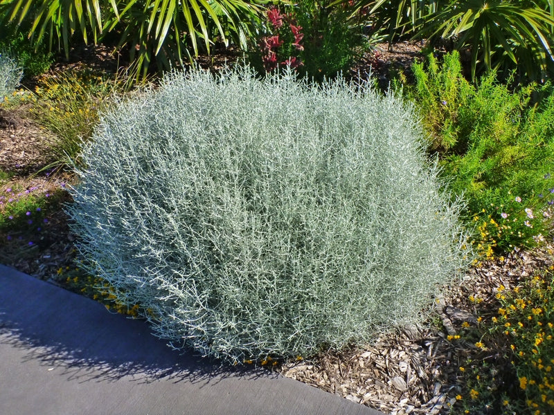 Cushion Bush (Leucophyta brownii)