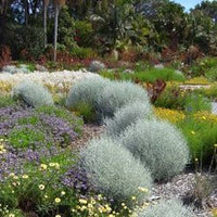 Cushion Bush (Leucophyta brownii) - Ladybird Nursery