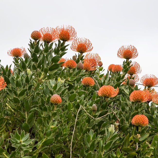 Leucospermum Carnival Orange