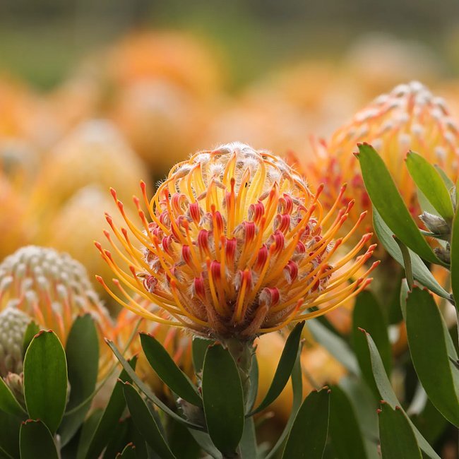 Leucospermum Carnival Orange - Ladybird Nursery