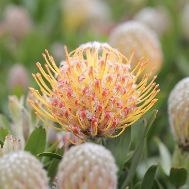 Leucospermum Carnival Orange - Ladybird Nursery