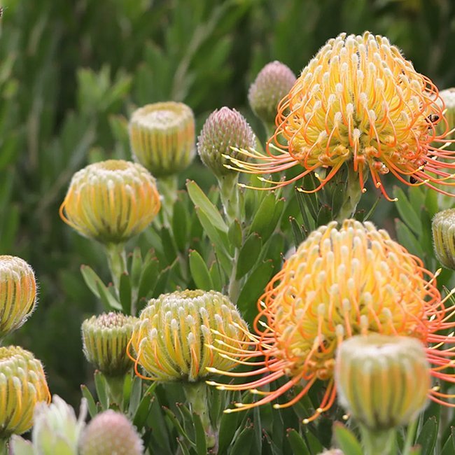 Leucospermum Carnival Orange - Ladybird Nursery