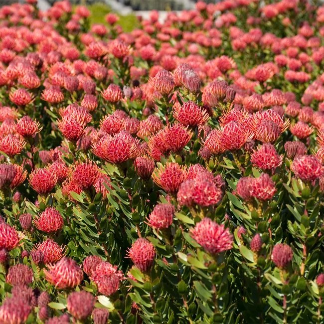 Leucospermum Carnival Red - Ladybird Nursery