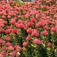 Leucospermum Carnival Red